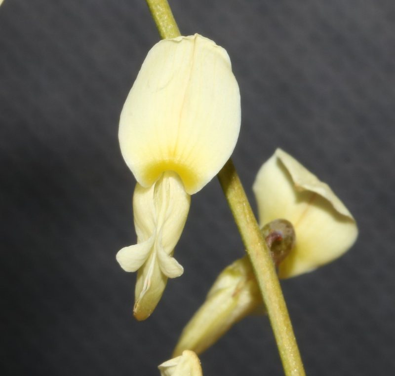 Wiborgia tetraptera, photographed by Brian du Preez