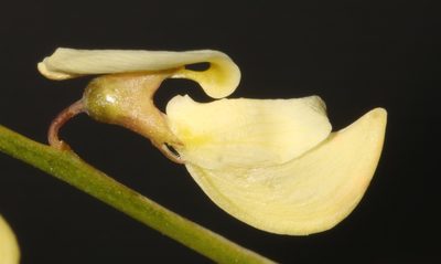 Wiborgia tetraptera, photographed by Brian du Preez