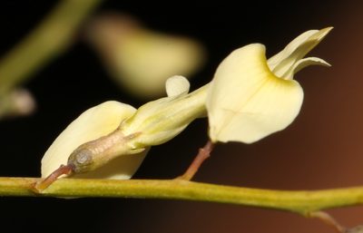 Wiborgia tetraptera, photographed by Brian du Preez