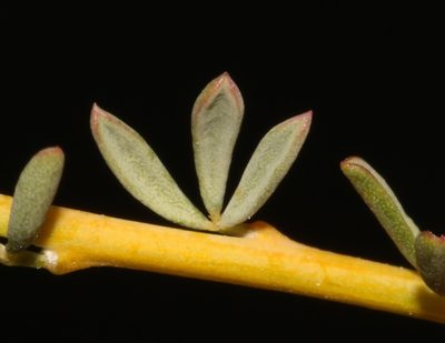 Wiborgia tetraptera, photographed by Brian du Preez