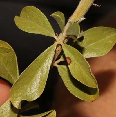 Psoralea striata, photographed by Brian du Preez