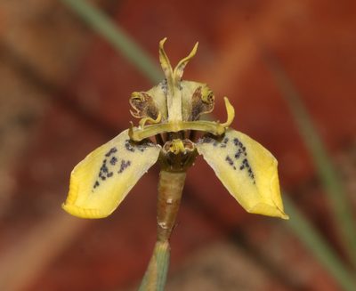Moraea unguiculata, photographed by Brian du Preez