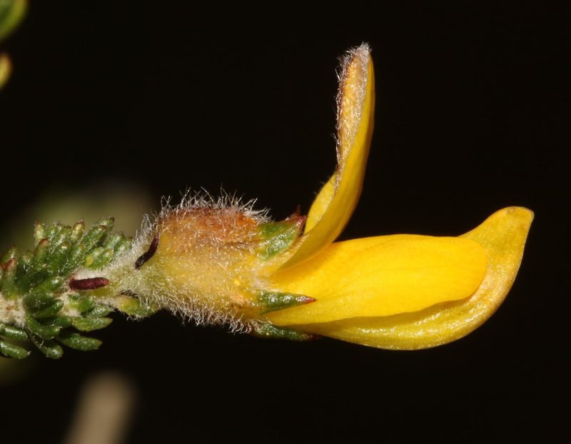 Aspalathus desertorum, photographed by Brian du Preez