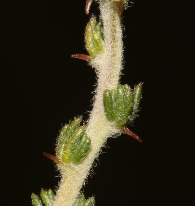 Aspalathus desertorum, photographed by Brian du Preez