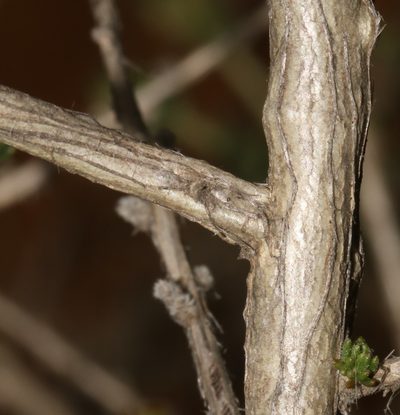 Aspalathus desertorum, photographed by Brian du Preez