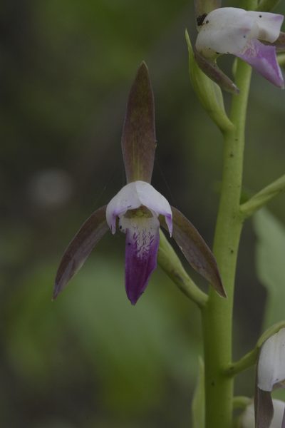 Eulophia herbacea, photographed by S.MORE