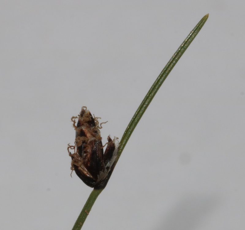 Ficinia ixioides, photographed by Brian du Preez