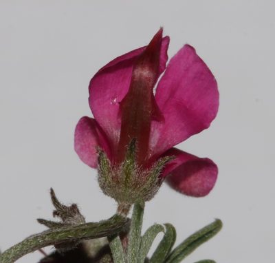 Indigofera complicata, photographed by Brian du Preez