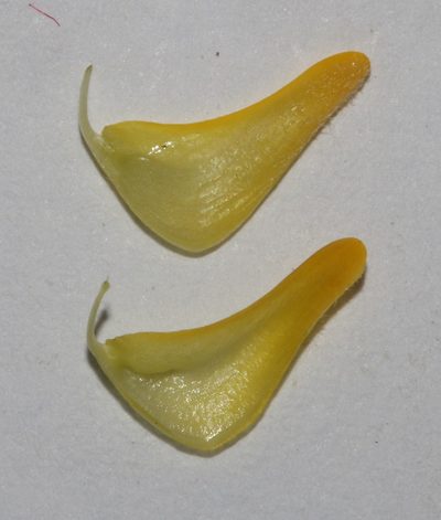 Aspalathus corrudifolia, photographed by Brian du Preez