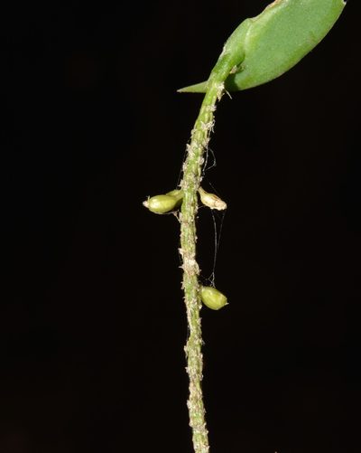 Oberonia falconeri, photographed by S.MORE
