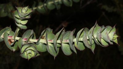Cliffortia virgata, photographed by Brian du Preez