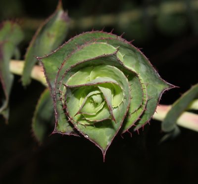 Cliffortia virgata, photographed by Brian du Preez