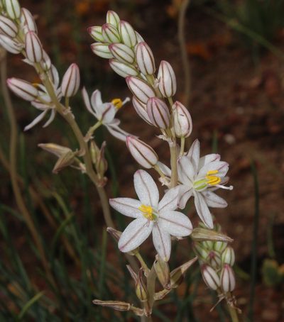 Tenicroa fragrans, photographed by Brian du Preez