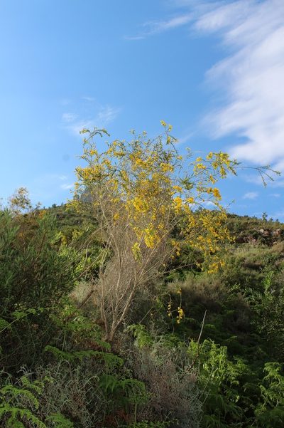 Aspalathus corrudifolia, photographed by Brian du Preez