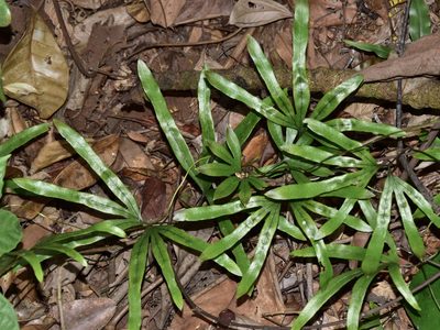 Lygodium longifolium, photographed by Nasser Halaweh