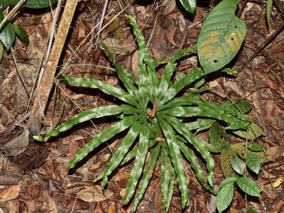 Lygodium longifolium, photographed by Nasser Halaweh