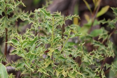 Maytenus ilicifolia, photographed by Florencia Grattarola