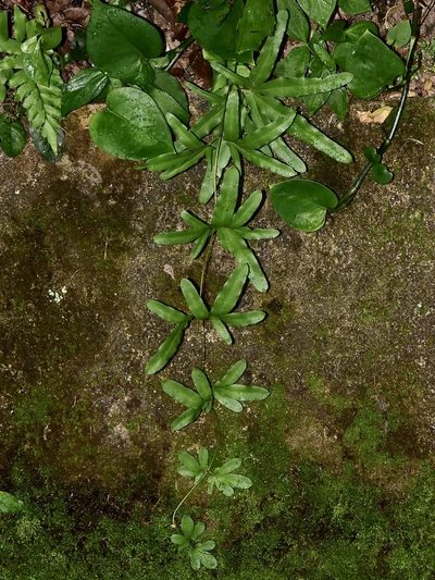 Lygodium longifolium, photographed by Nasser Halaweh