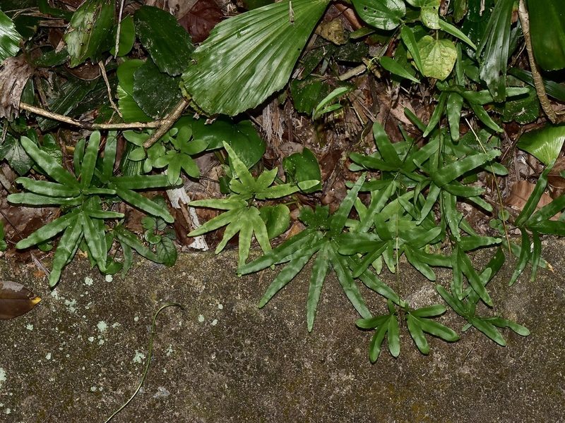Lygodium longifolium, photographed by Nasser Halaweh