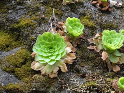 Aeonium glandulosum, photographed by Christoph Moning