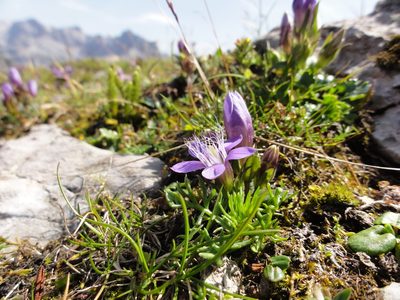 Gentianella obtusifolia, photographed by Christoph Moning