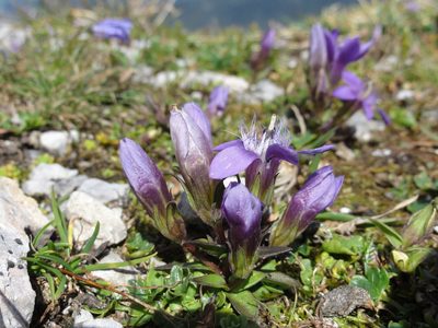 Gentianella obtusifolia, photographed by Christoph Moning