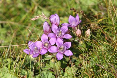 Gentianella obtusifolia, photographed by Christoph Moning
