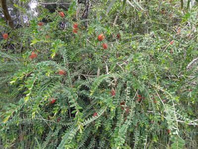 Melaleuca hypericifolia, photographed by Peter de Lange