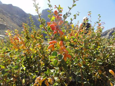 Berberis aetnensis, photographed by Christoph Moning