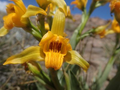 Chloraea alpina, photographed by Nolan Exe