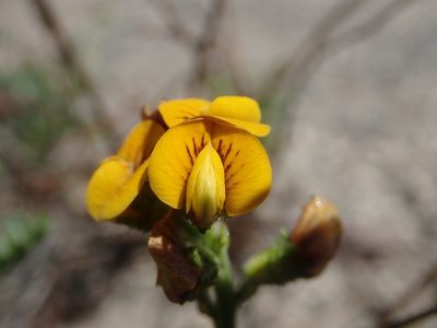 Adesmia emarginata, photographed by Nolan Exe