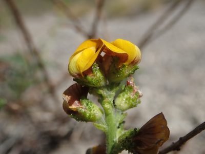 Adesmia emarginata, photographed by Nolan Exe