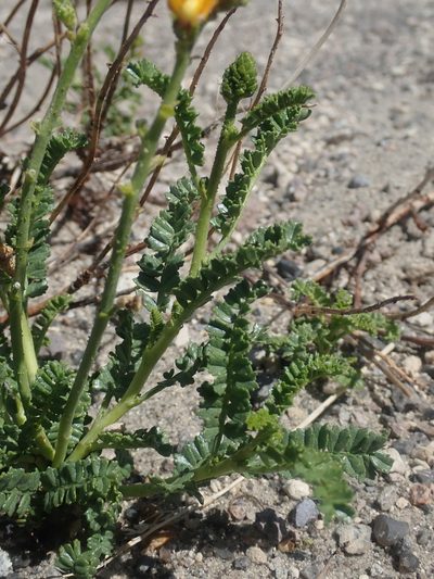 Adesmia emarginata, photographed by Nolan Exe