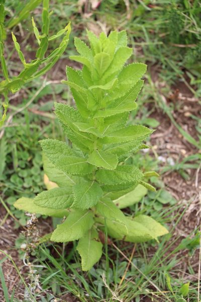 Pterocaulon polystachyum, photographed by Florencia Grattarola
