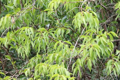 Tripodanthus acutifolius, photographed by Florencia Grattarola