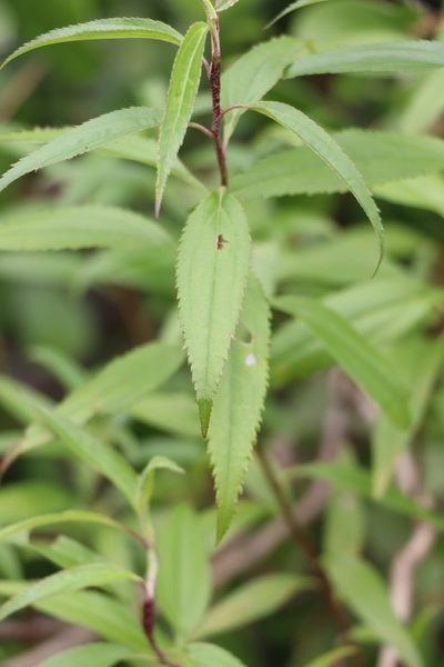 Baccharis oxyodonta, photographed by Florencia Grattarola