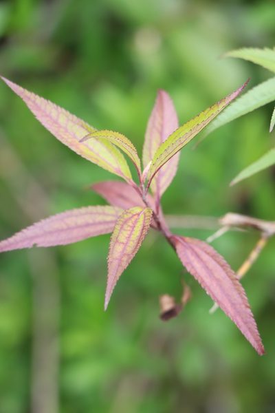 Baccharis oxyodonta, photographed by Florencia Grattarola