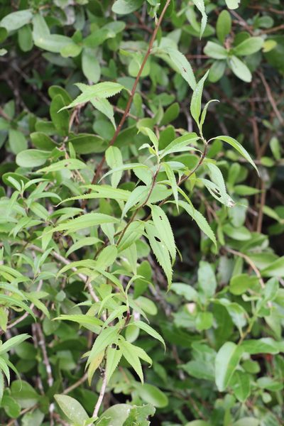 Baccharis oxyodonta, photographed by Florencia Grattarola