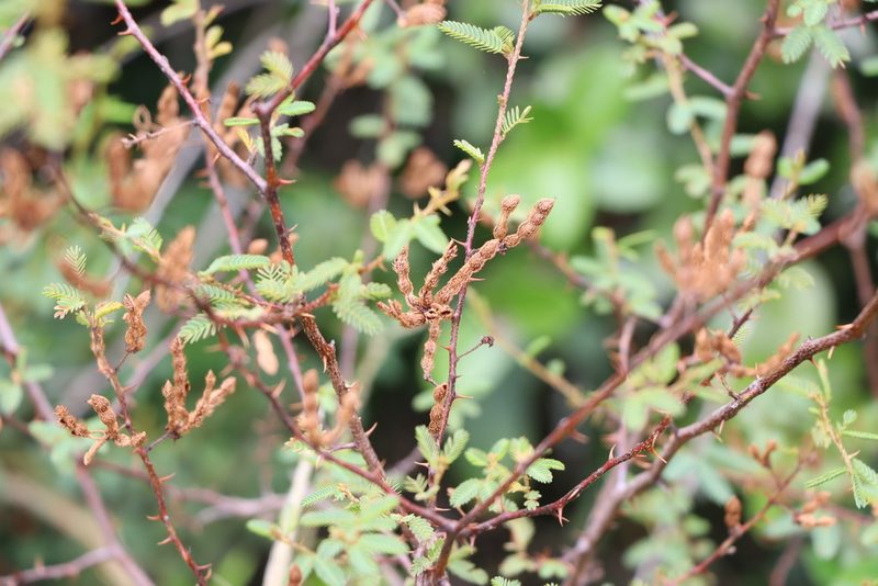 Mimosa ramulosa, photographed by Florencia Grattarola