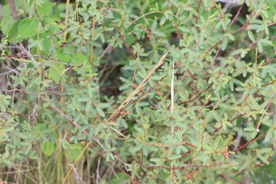Mimosa ramulosa, photographed by Florencia Grattarola