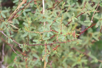 Mimosa ramulosa, photographed by Florencia Grattarola