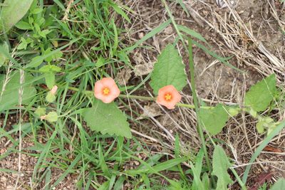 Krapovickasia flavescens, photographed by Florencia Grattarola