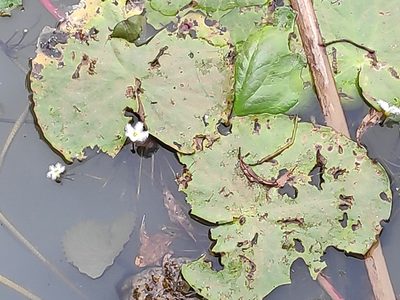Nymphoides senegalensis, photographed by Francesco Cecere