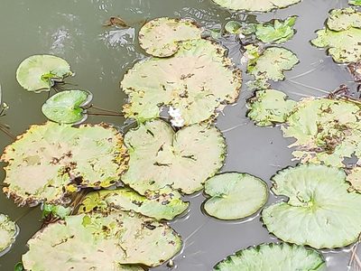 Nymphoides senegalensis, photographed by Francesco Cecere