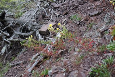 Oenothera argillicola, photographed by Daniel McClosky