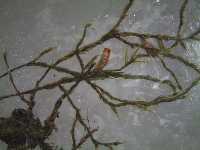 Cryphaea tenella, photographed by John Steel