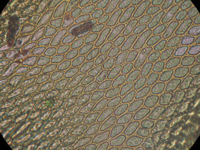 Cryphaea tenella, photographed by John Steel