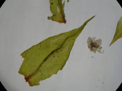 Cryphaea tenella, photographed by John Steel