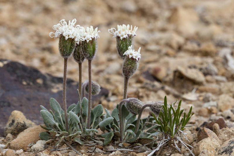 Chamaechaenactis scaposa, photographed by Cecelia Alexander