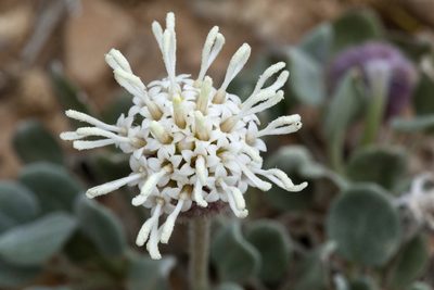 Chamaechaenactis scaposa, photographed by Cecelia Alexander